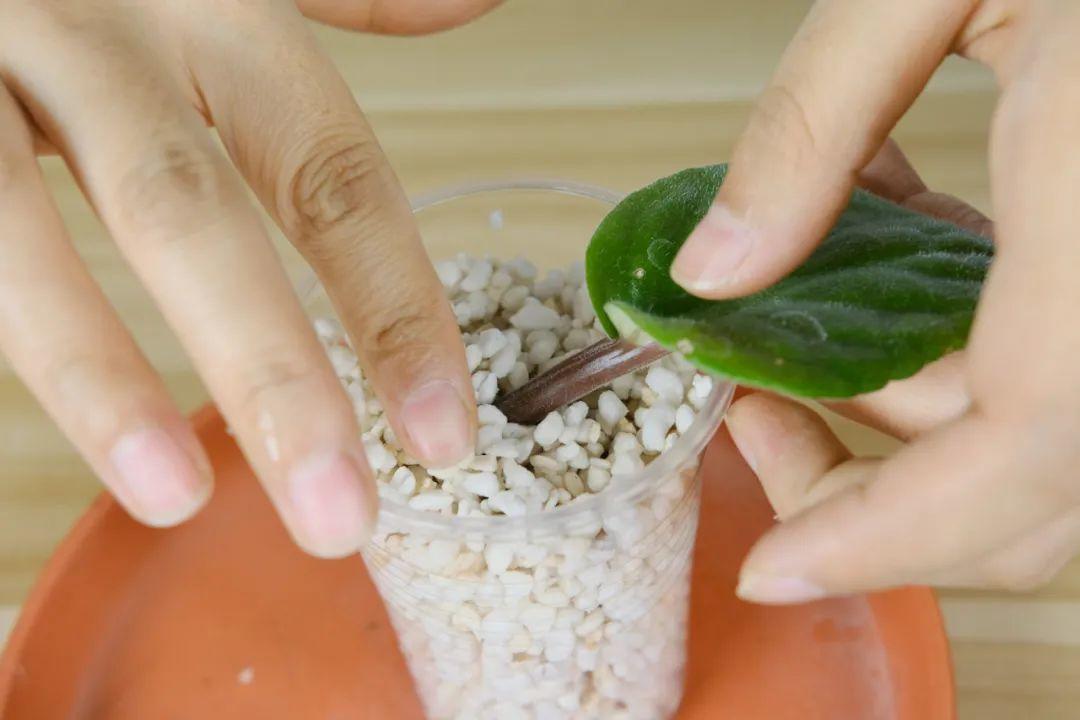 10种“养不死”的花，绿萝只能排最后一名，养死3种以上的举手