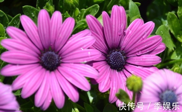 常见几种菊花,好看好养,开花千重瓣,越看越想养