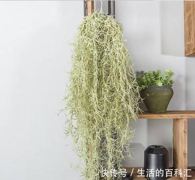 家里养盆老人须,不用土不用盆,挂起来就能养