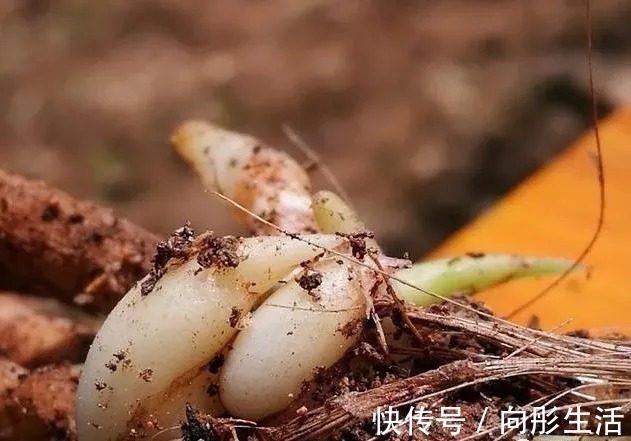 兰花新芽太多怎么办？发几个新芽才最合适？摘芽三要点要记住