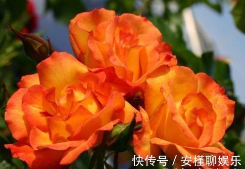 “高端玫瑰”宠爱小姐，金蕊红衣，香气甜润，你值得拥有