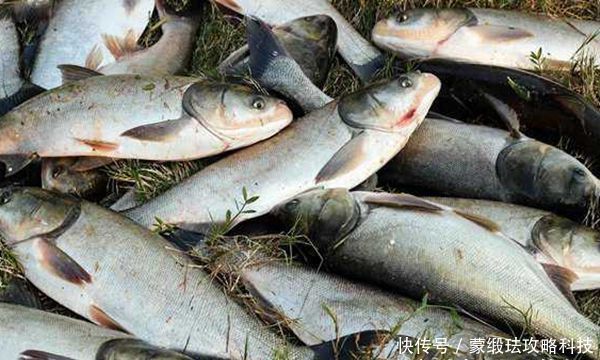 子线|手竿钓鲢鳙的4大秘诀,常用这些老招数,鲢鳙就是最好钓的鱼