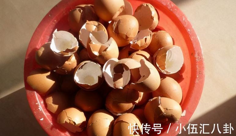 白醋|怎么用鸡蛋壳养花?掌握住注意事项,不花钱就养啥都不缺肥
