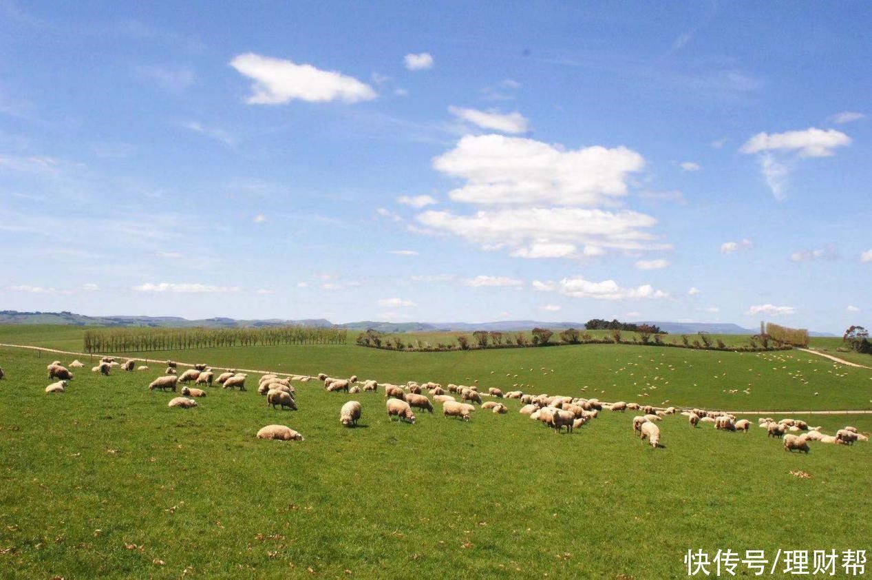 蓝河乳业|蓝河乳业官宣“双代言”，让更多人认可绵羊奶价值