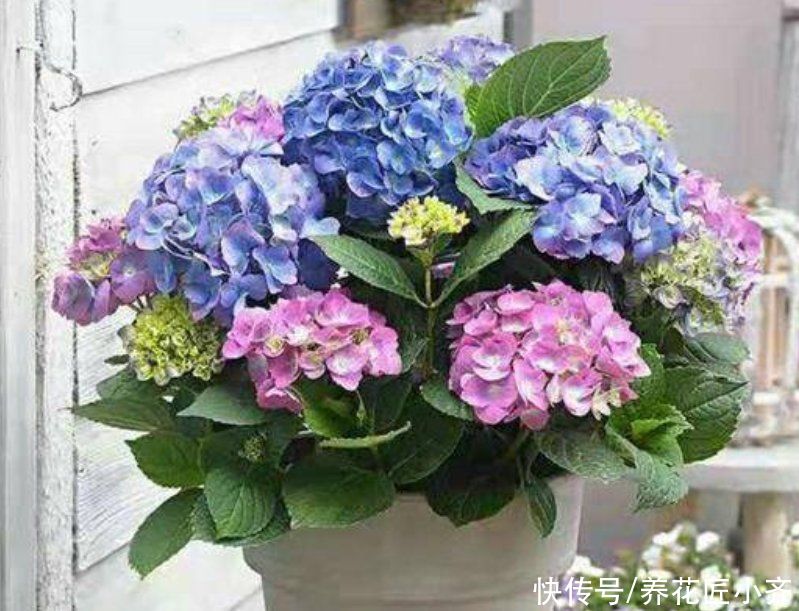 家里养这“4种花”，立春过后要“修剪”，晚了长势弱，影响开花