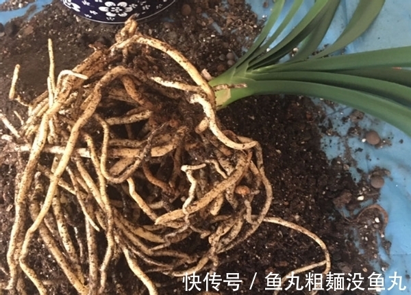 植物|养花为什么要换盆，什么时候换盆，怎么换盆才合适？