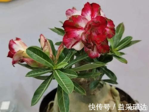 低于5度,6种花一整个冬天不浇水,也能照样活!