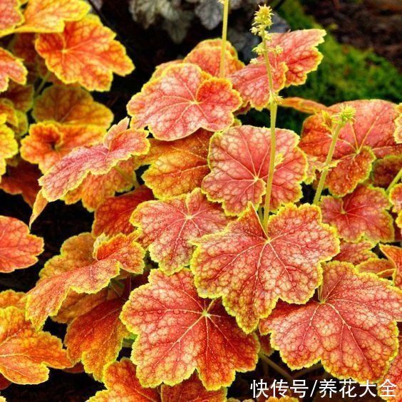零下|矾根的叶子比花还美，好看又抗冻，零下十几度照样色彩斑斓