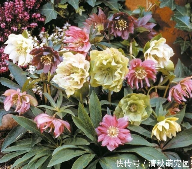 狗牙花|被名字耽误一生的6种花,土里土气,开花却“气度非凡”靓丽入眼