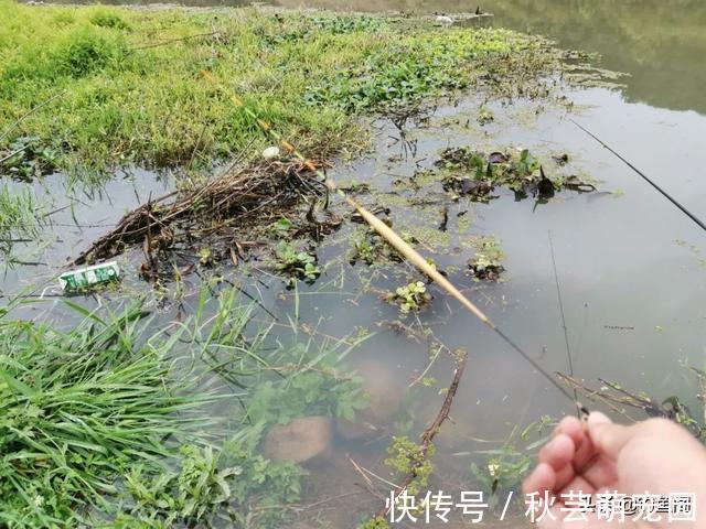 鱼口|轻口鱼难钓？按我的方法做一钓一个准，再小的口也能逮住