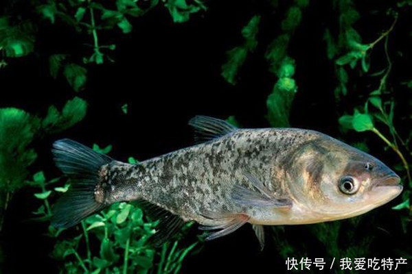 特产早知道——丹江口鳙鱼
