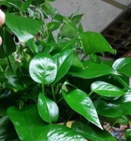 莳萝|爱吃“油”的盆栽，你知道是什么吗只需喝2滴，1年养出百十盆