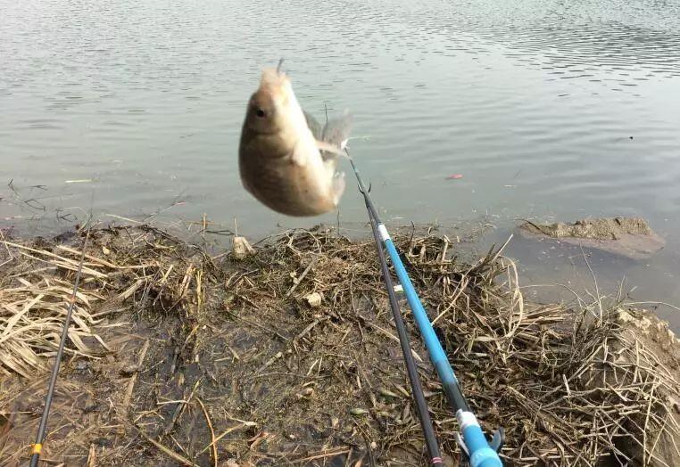 野钓别|盯紧你的浮漂!冬天野钓别等黑漂,这样的小信号也能中鱼