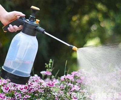 养花就怕“生虫子”,平时浇水加点“它”,杀菌灭虫,放心养花