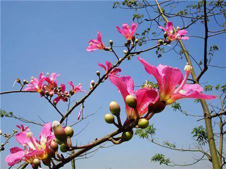 此花有着美人一般的花姿,是代表了非凡的美丽的花,而且秀色可餐