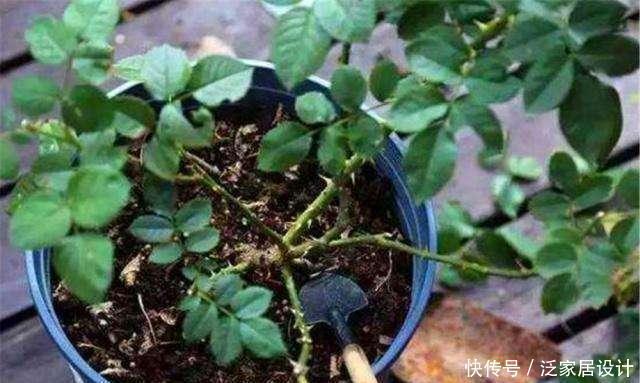 花市看到这样的“花”,再喜欢也不要买,养不久,白花钱