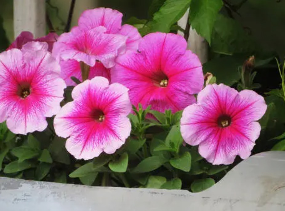 养花|阳台养花，夏季多栽些矮种牵牛花，家里轻松变成花海、花瀑布