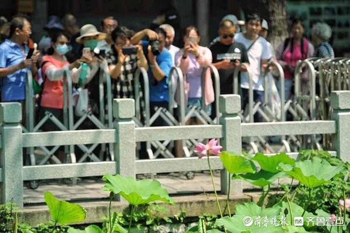 花期|济南大明湖的并蒂莲开了！花期就3天别错过