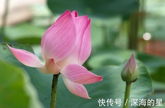 桃花|12月中旬，鸿运当头，4属相桃花朵朵，生活富裕，前途光明