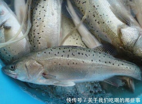 区别|都是鲈鱼,淡水鲈鱼和海鲈鱼有啥区别?口感营养都不同,别买错了