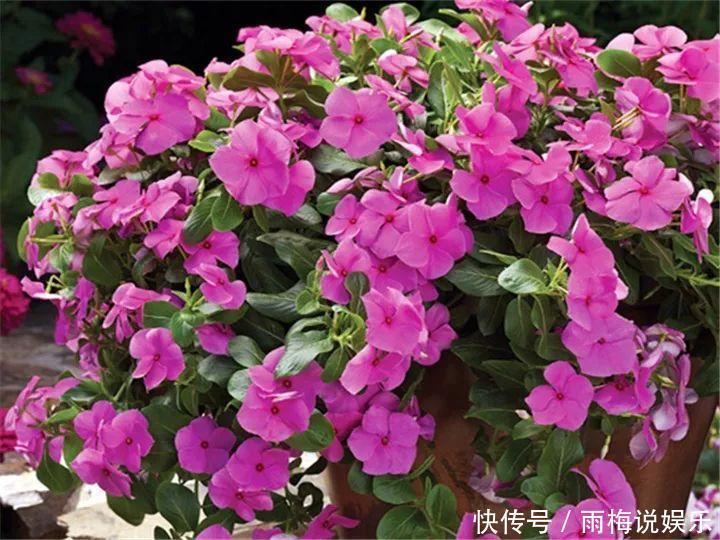 木槿|急性子养的6种花，长的快、爆花多，1盆能开大半年！