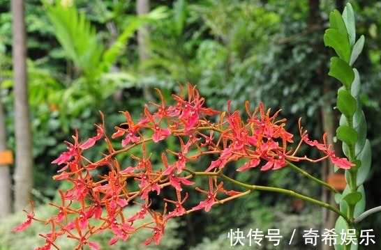 养花养个艳丽的,开花像是火焰,想养好做到三点就好