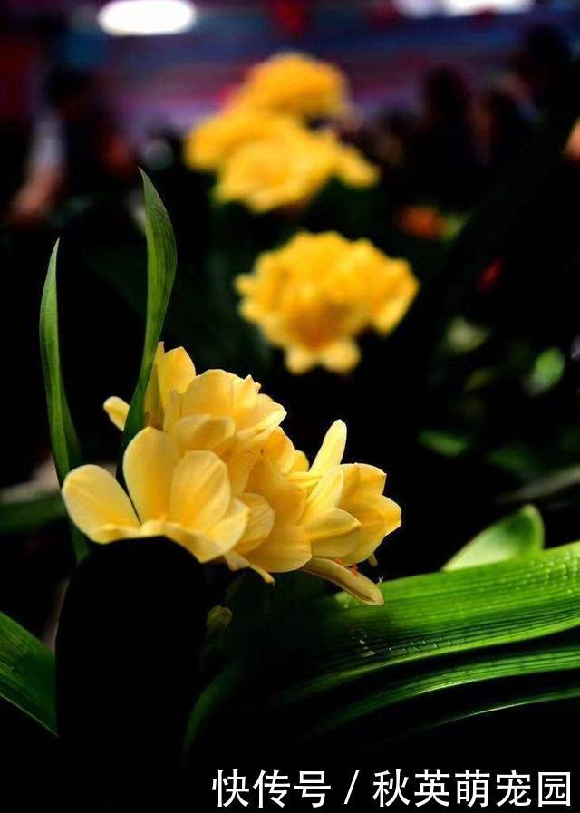 君子兰开花不易,“花箭”还卡住了,其实用2招就能解决