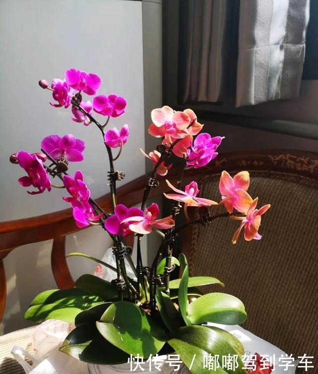 公认“最难养”的3种花,养一盆死一盆,看看你家有没有!