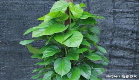 想把绿萝养成“树”请塑料瓶来帮忙，一分钱不花，养成大叶萝！