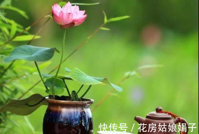 养分|葳蕤俏丽如碗莲,为何只长叶不开花?为你揭开8个不开花的原因