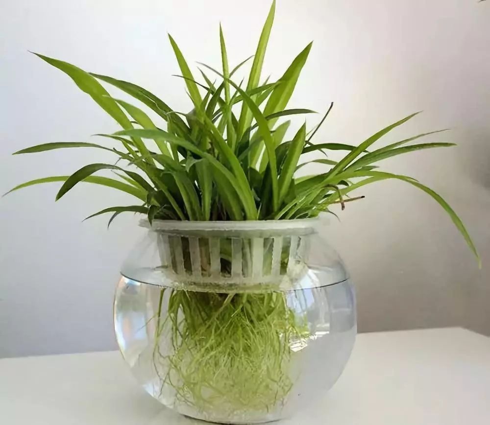 吊兰老是黄叶干尖,不如薅出来扔水盆里,一周生出一圈小吊兰!