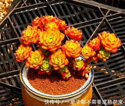 多肉蒂亚穿裙子长得丑?做好这件事,由绿变红,养成小老桩!