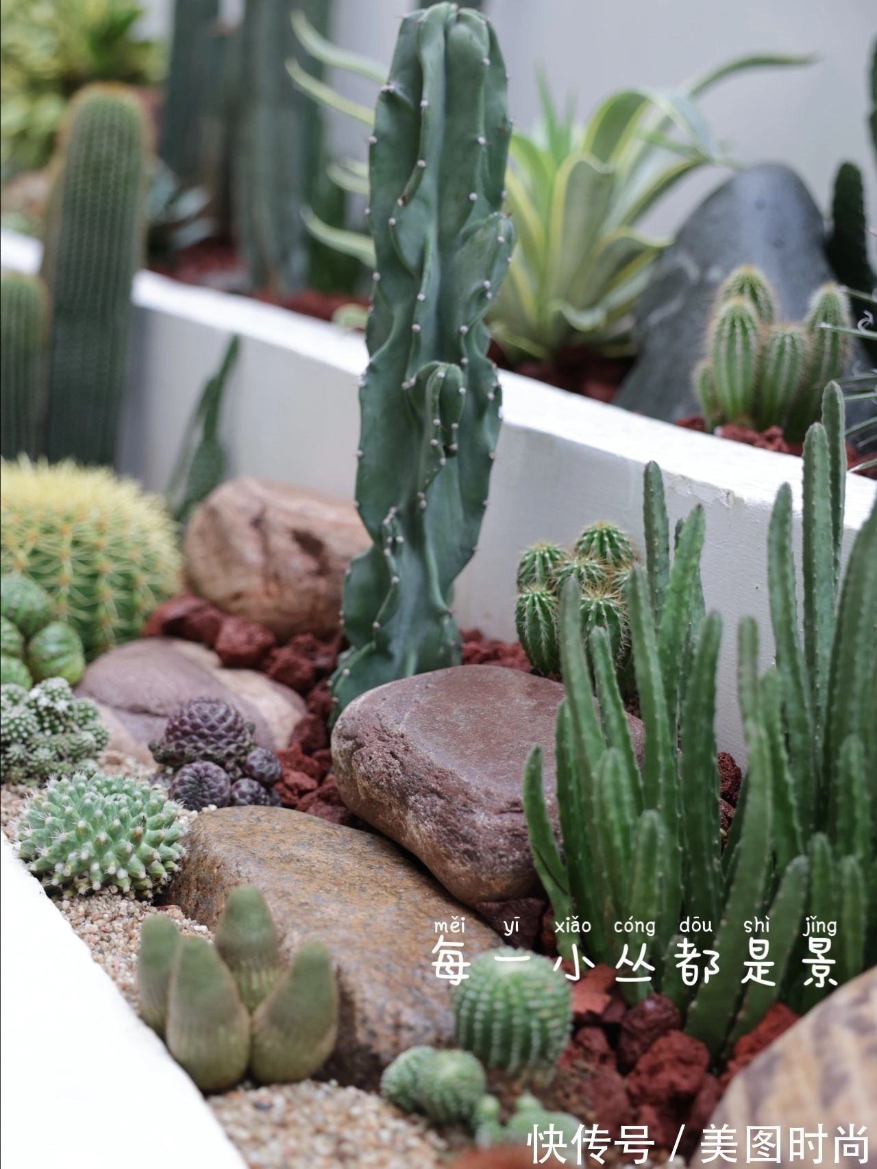 预算8万，改造170㎡别墅“沙漠植物懒人花园”，太好看了