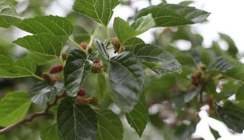 糖尿病的“祸端”已揪出,并非甜食,强调三类食物快拉入黑名单