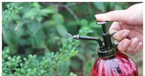 冬天养花,远离“3种水”,浇一次,黄叶一大片