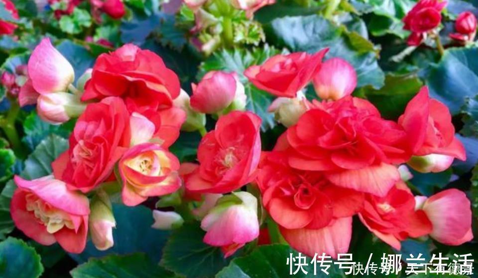 养花就养这几款,全年开花不停,花香四溢飘满屋,美