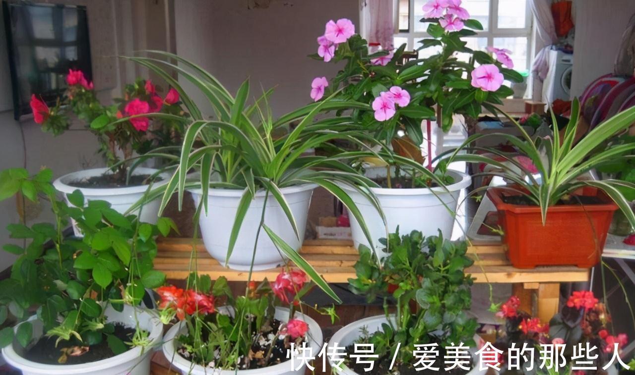 浇水|有些人养花10年都没搞清楚,浇水是一门学问,越简单越容易忽视