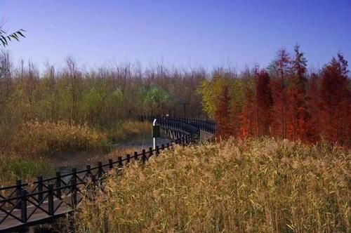 闭园改造2年半后，崇明西沙湿地将于本周五恢复开放，全新打造了生态步道及游览路线