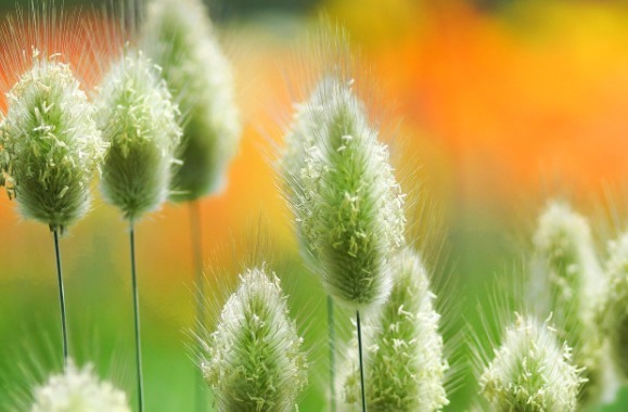 泡水喝|“狗尾巴草”泡水喝功效太大了,男人女人都离不开,早知早受益!