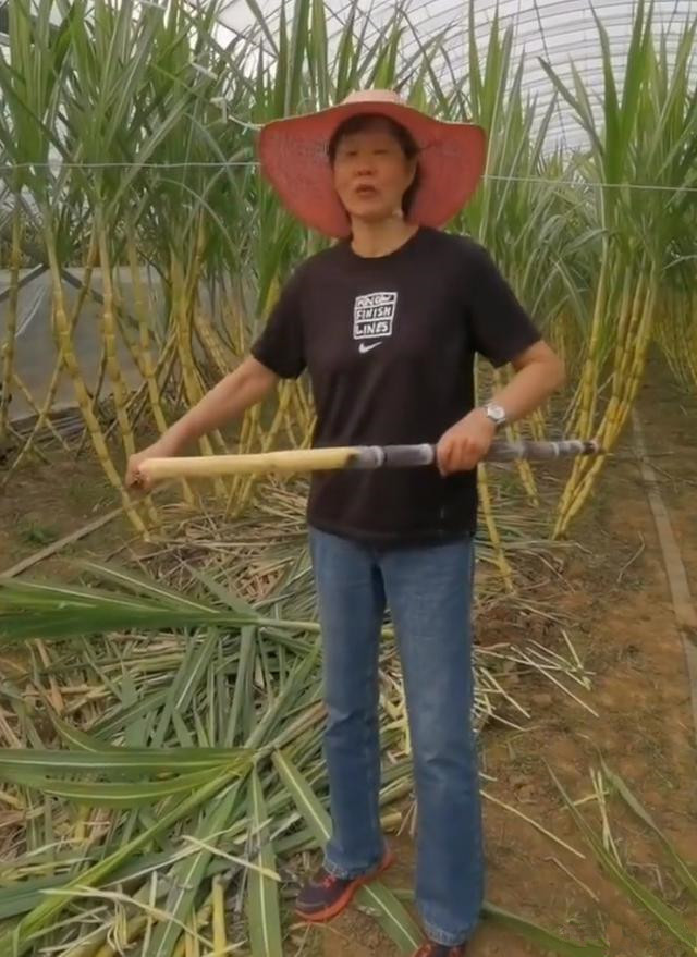 鸣不平|郎平心情大好！接完代言下地削甘蔗，北京洛杉矶有豪宅，安享晚年