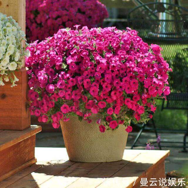 这几种花“花期”长,一开就是几个月,别人看了以为是假花