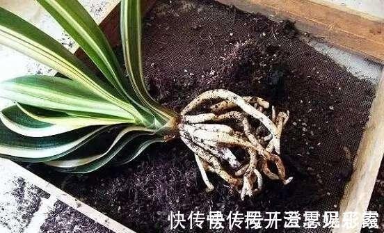 君子兰|给君子兰换盆,“这点”要知道,不然不长不开花,让你“干着急”