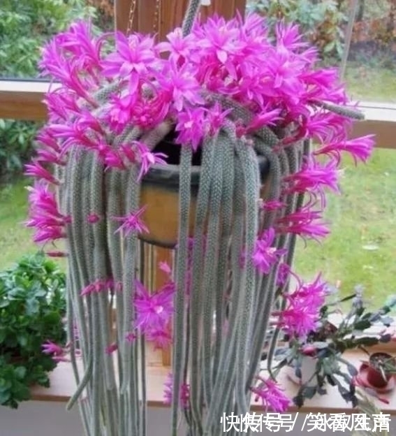 最有仙气的4种花，迷人的花朵，开满整个花盆，美不胜收