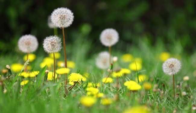 胃粘膜|天然的“养胃王”找到了, 常吃修复胃粘膜, 大小胃病不来扰