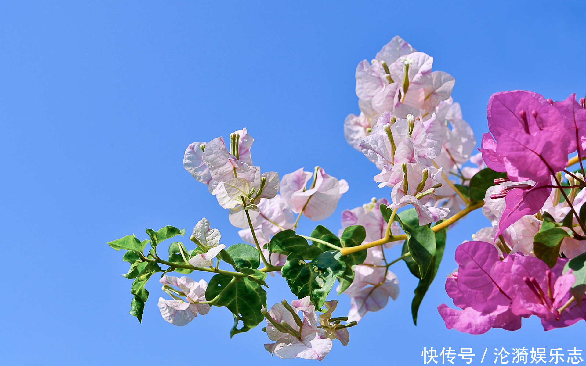 啤酒水|三角梅能开多少花一年只能开一次不，好好呵护它，总是开花