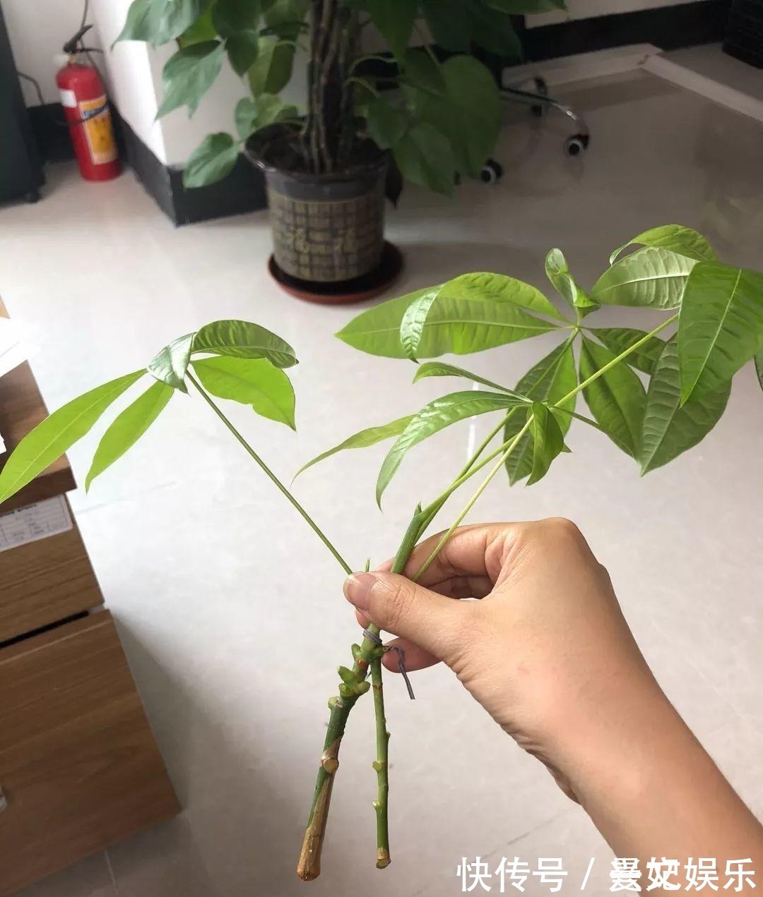 3种招财树,想养别花钱,掐个枝就生根,能得一大盆!