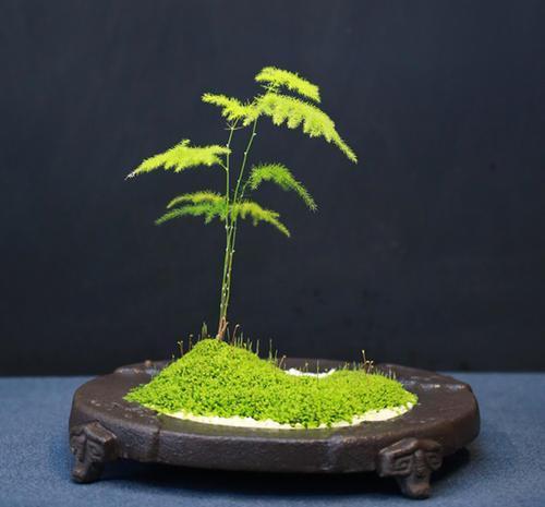 石缝墙角都有的这玩意，带回家种花盆里，养成漂亮盆景！