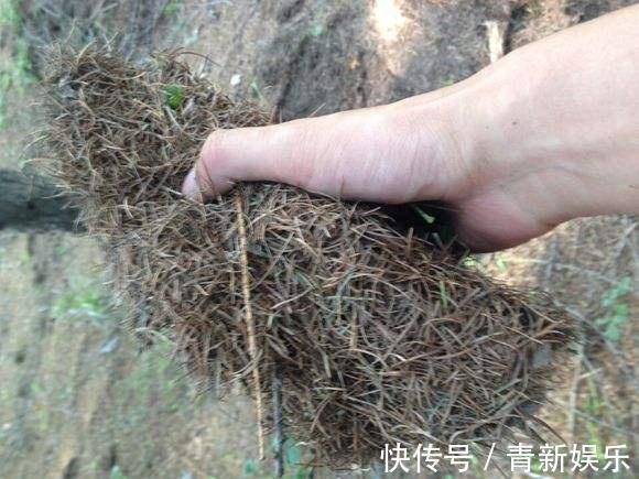 出门捡4种东西,养花垫盆底,营养土不用买,疏松透气、不烂根