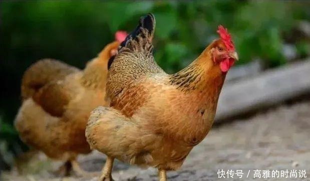 看点丨静宁烧鸡那么香,何不来一次说吃就吃的旅行