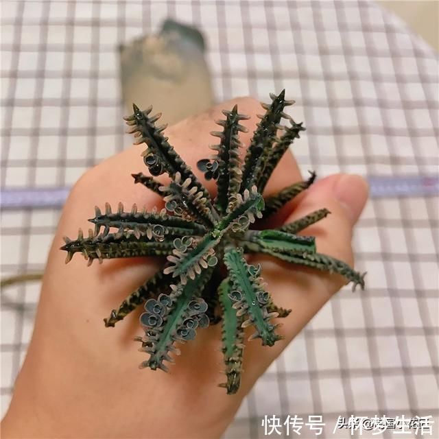 多肉盛夏“浇水经”1分钟学会,度夏不用愁,高温亦无忧